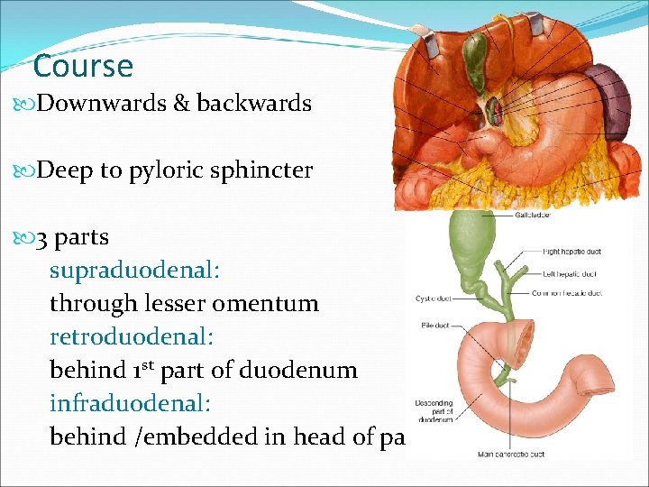 Course Downwards & backwards Deep to pyloric sphincter 3 parts supraduodenal: through lesser omentum