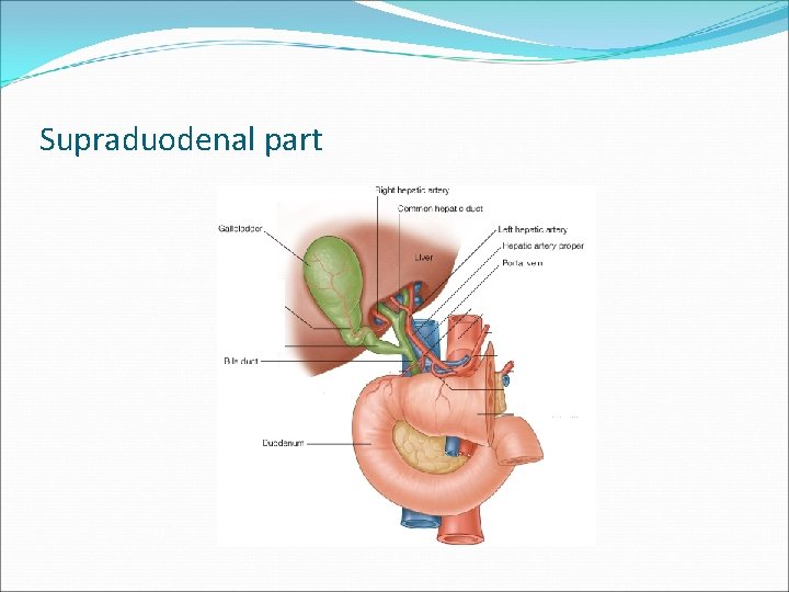 Supraduodenal part 