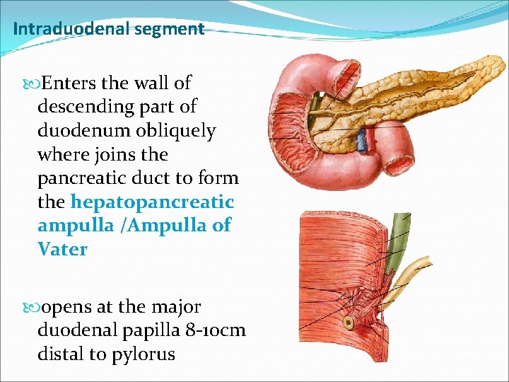 Intraduodenal segment Enters the wall of descending part of duodenum obliquely where joins the