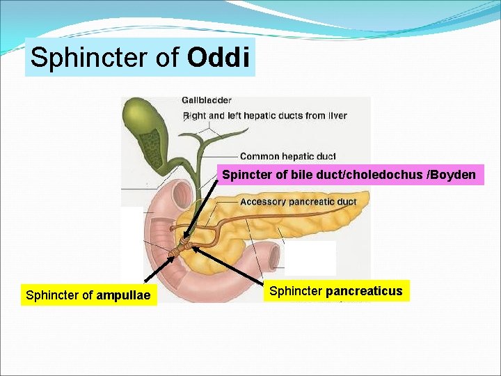 Sphincter of Oddi Spincter of bile duct/choledochus /Boyden Sphincter of ampullae Sphincter pancreaticus 