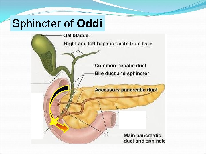 Sphincter of Oddi 