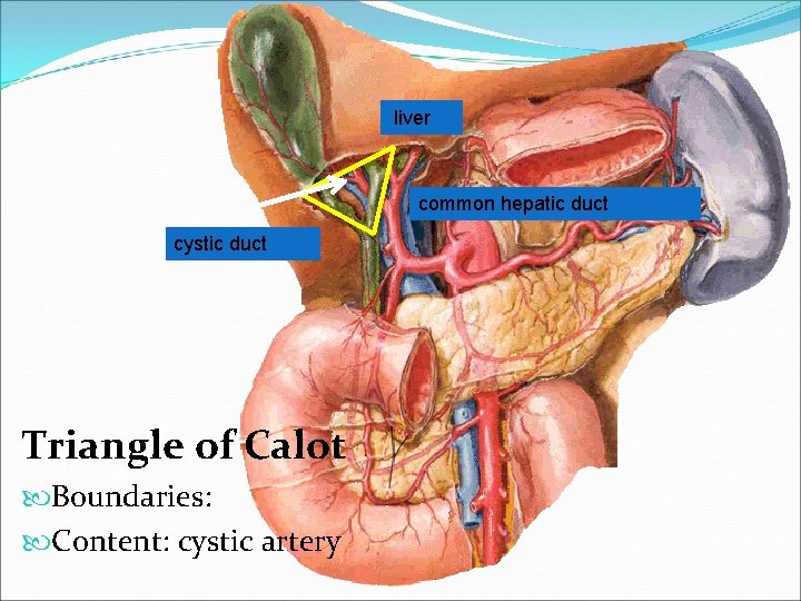  liver common hepatic duct cystic duct Triangle of Calot Boundaries: Content: cystic artery
