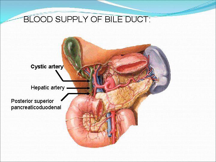 BLOOD SUPPLY OF BILE DUCT: Cystic artery Hepatic artery Posterior superior pancreaticoduodenal 