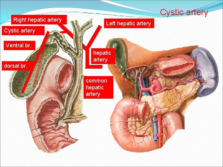 Right hepatic artery Cystic artery Left hepatic artery Cystic artery Ventral br. hepatic artery