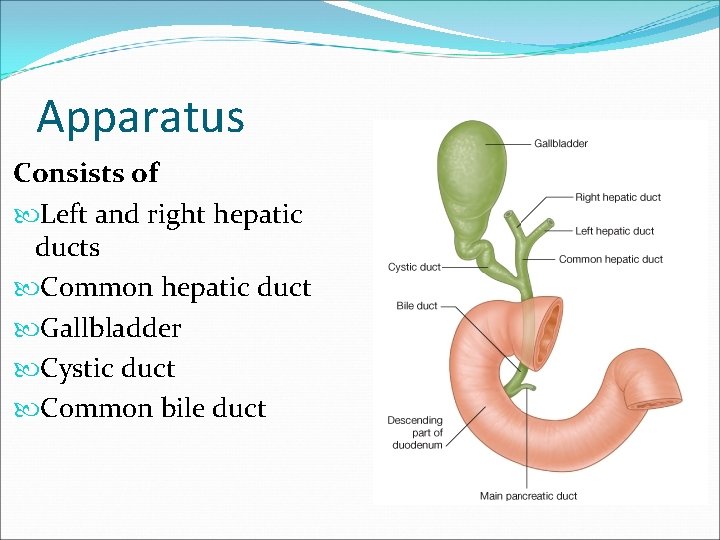 Apparatus Consists of Left and right hepatic ducts Common hepatic duct Gallbladder Cystic duct