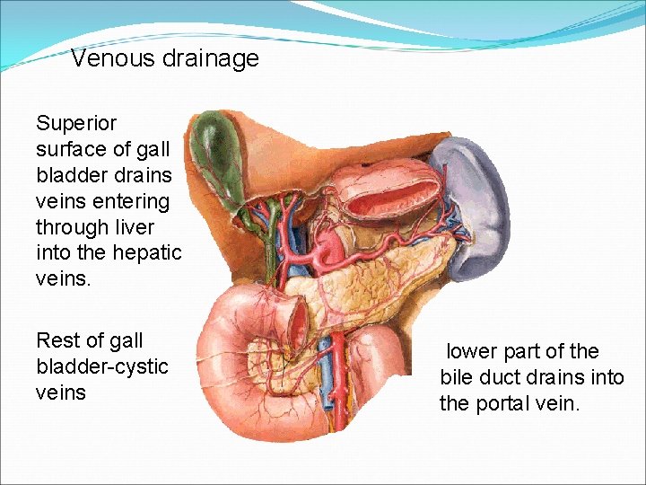 Venous drainage Superior surface of gall bladder drains veins entering through liver into the