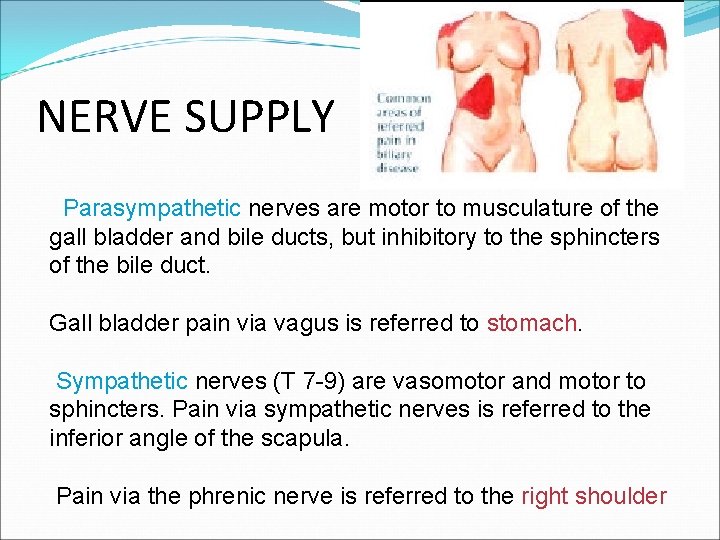 NERVE SUPPLY Parasympathetic nerves are motor to musculature of the gall bladder and bile