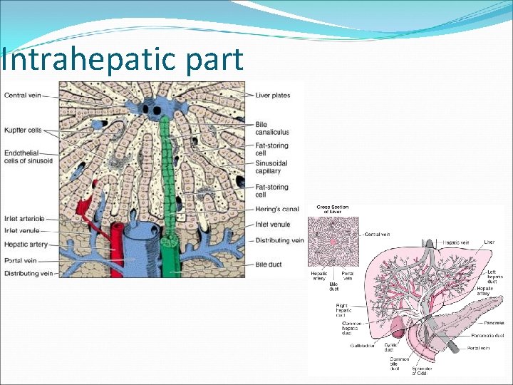 Intrahepatic part 