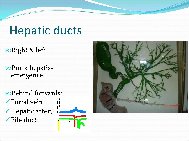 Hepatic ducts Right & left Porta hepatisemergence Behind forwards: ü Portal vein ü Hepatic