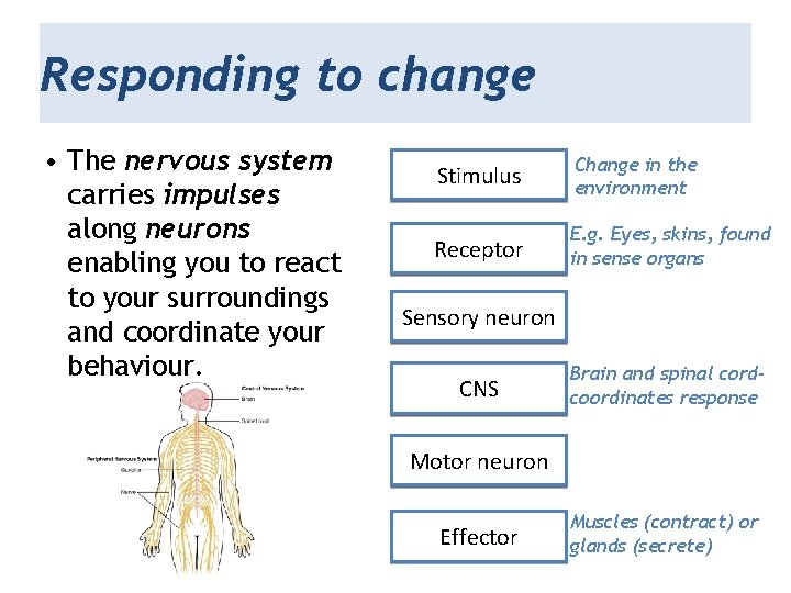 Responding to change • The nervous system carries impulses along neurons enabling you to
