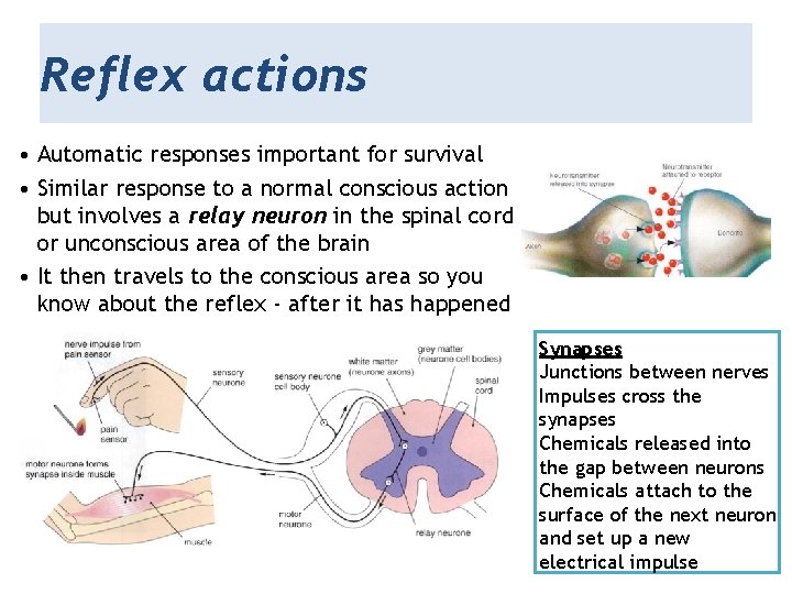 Reflex actions • Automatic responses important for survival • Similar response to a normal