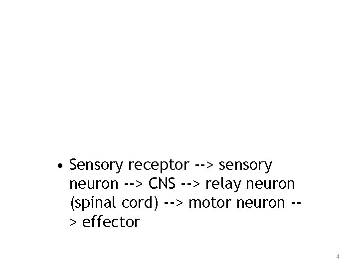 • Sensory receptor --> sensory neuron --> CNS --> relay neuron (spinal cord)