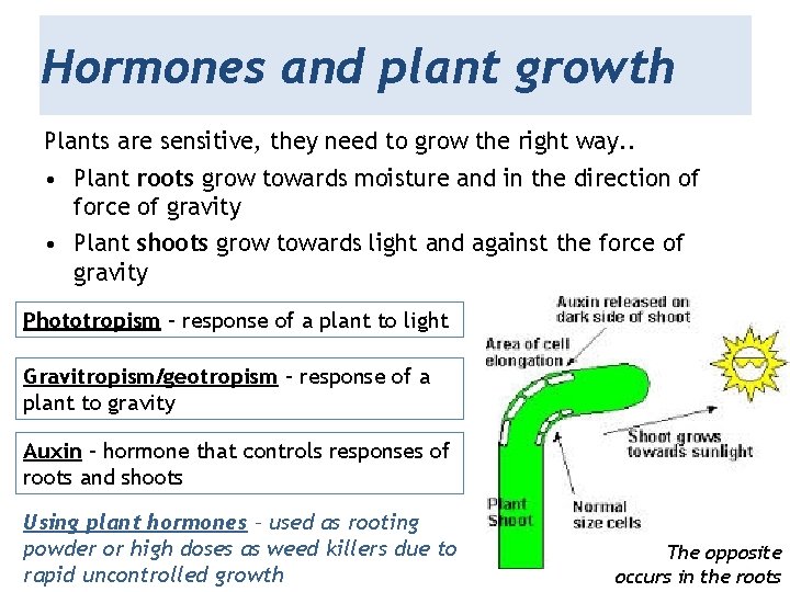 Hormones and plant growth Plants are sensitive, they need to grow the right way.