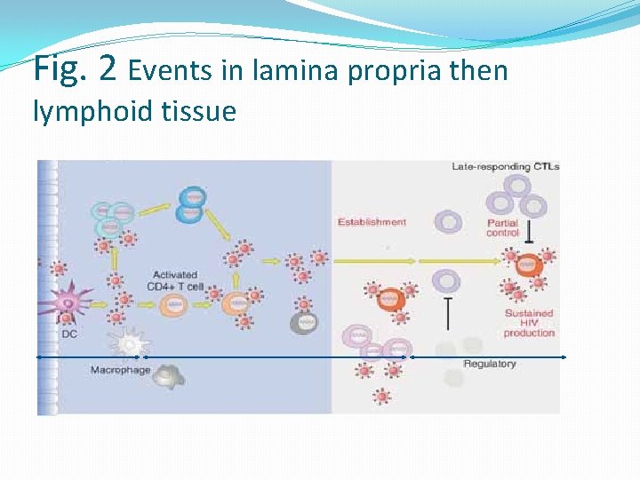 Fig. 2 Events in lamina propria then lymphoid tissue 