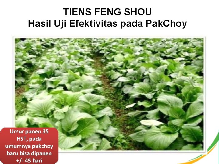 TIENS FENG SHOU Hasil Uji Efektivitas pada Pak. Choy Umur panen 35 HST, pada