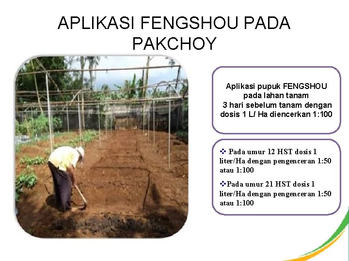 APLIKASI FENGSHOU PADA PAKCHOY Aplikasi pupuk FENGSHOU pada lahan tanam 3 hari sebelum tanam