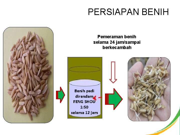 PERSIAPAN BENIH Pemeraman benih selama 24 jam/sampai berkecambah Benih padi direndam FENG SHOU 1: