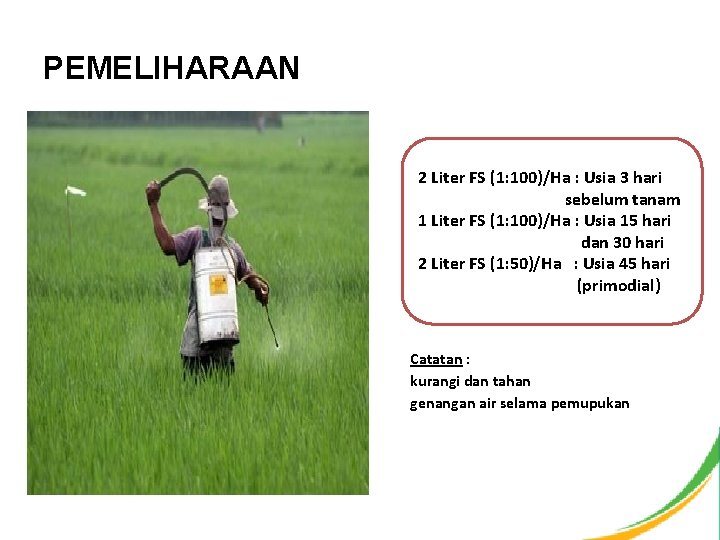 PEMELIHARAAN 2 Liter FS (1: 100)/Ha : Usia 3 hari sebelum tanam 1 Liter