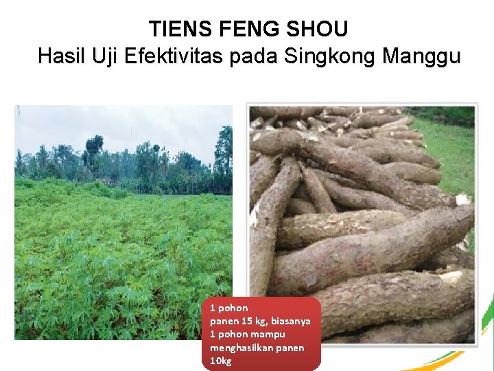 TIENS FENG SHOU Hasil Uji Efektivitas pada Singkong Manggu 1 pohon panen 15 kg,