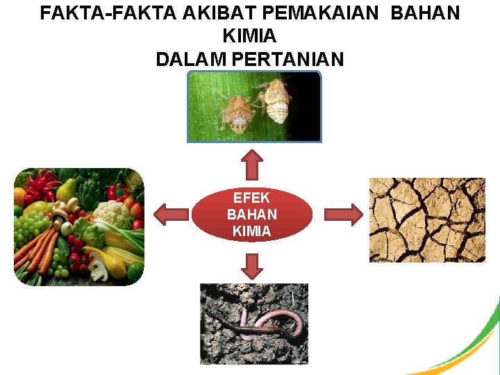 FAKTA-FAKTA AKIBAT PEMAKAIAN BAHAN KIMIA DALAM PERTANIAN EFEK BAHAN KIMIA 