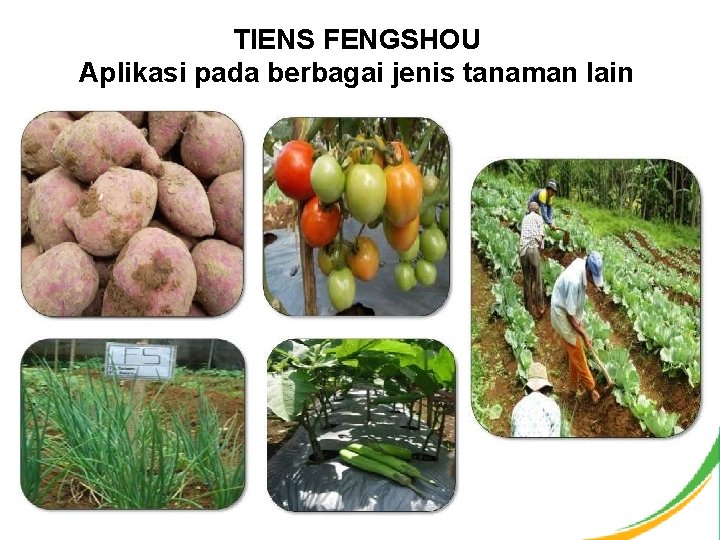 TIENS FENGSHOU Aplikasi pada berbagai jenis tanaman lain 