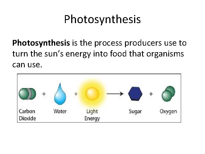 Photosynthesis is the process producers use to turn the sun’s energy into food that