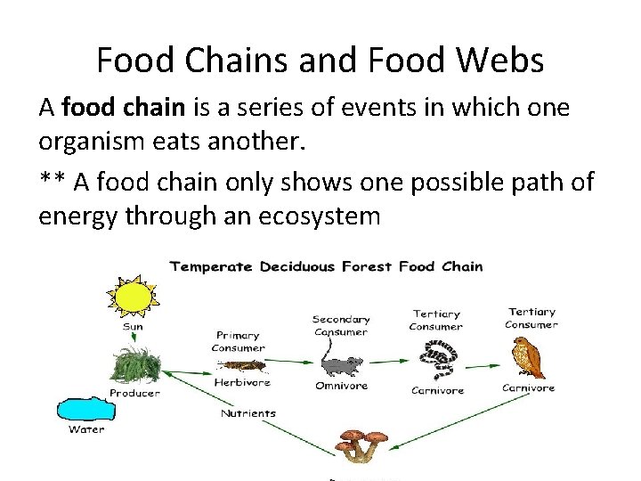 Food Chains and Food Webs A food chain is a series of events in