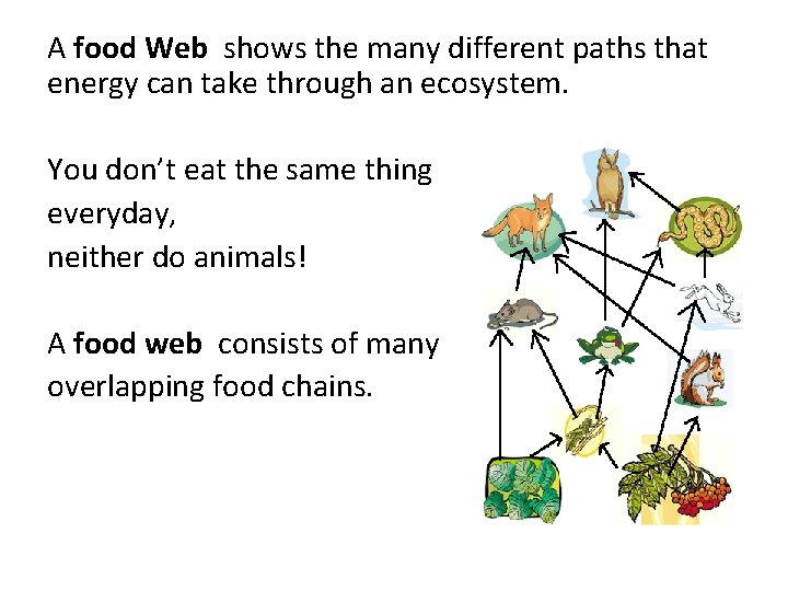 A food Web shows the many different paths that energy can take through an