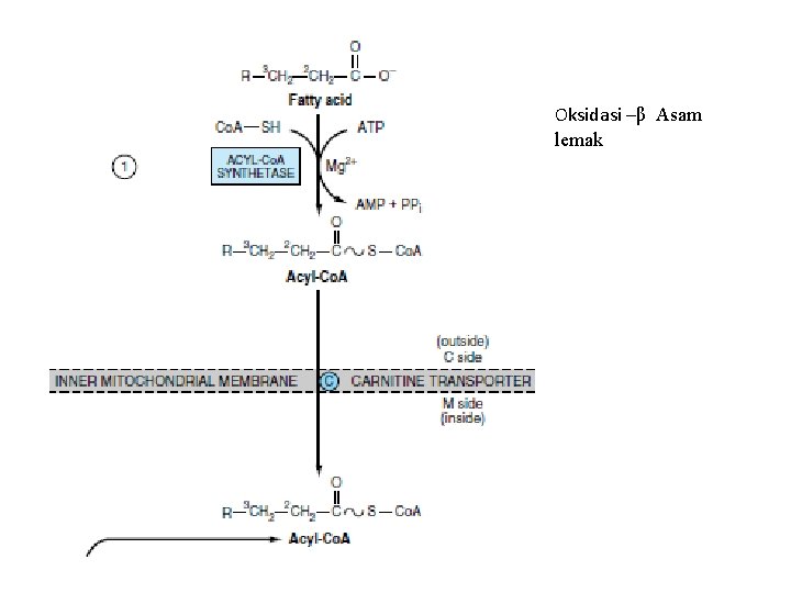 Oksidasi –β Asam lemak 