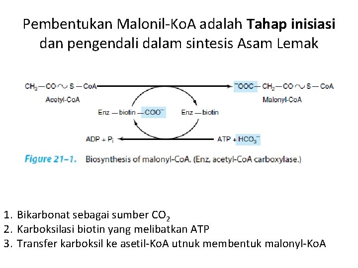 Pembentukan Malonil-Ko. A adalah Tahap inisiasi dan pengendali dalam sintesis Asam Lemak 1. Bikarbonat