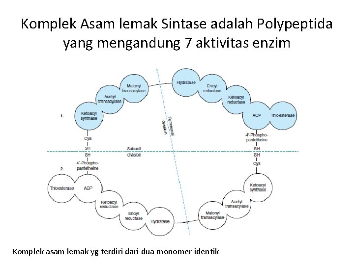 Komplek Asam lemak Sintase adalah Polypeptida yang mengandung 7 aktivitas enzim Komplek asam lemak