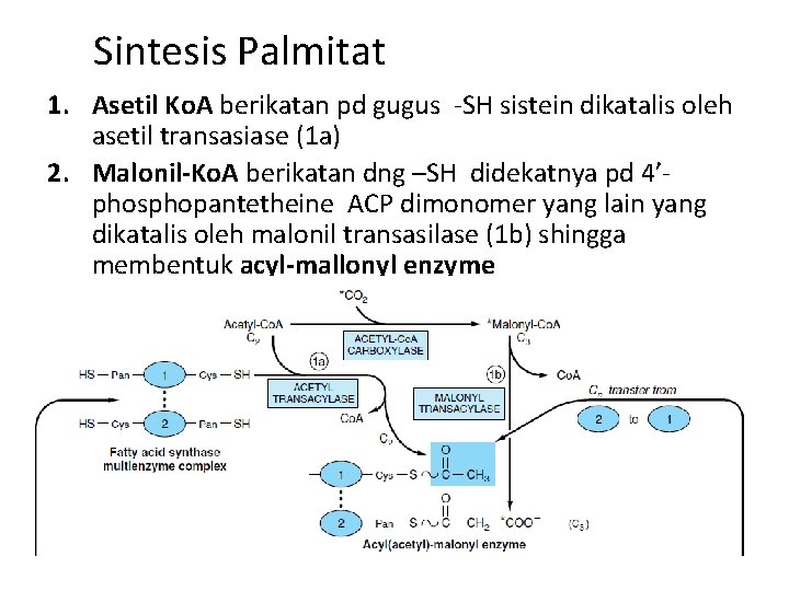 Sintesis Palmitat 1. Asetil Ko. A berikatan pd gugus -SH sistein dikatalis oleh asetil