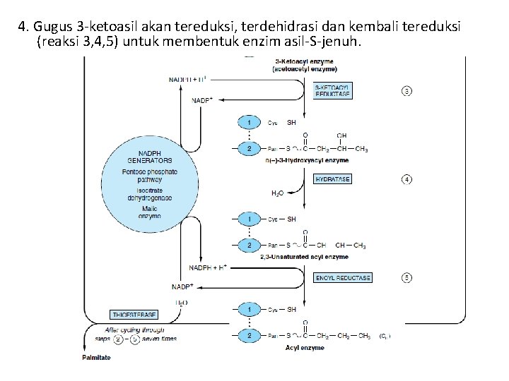 4. Gugus 3 -ketoasil akan tereduksi, terdehidrasi dan kembali tereduksi (reaksi 3, 4, 5)