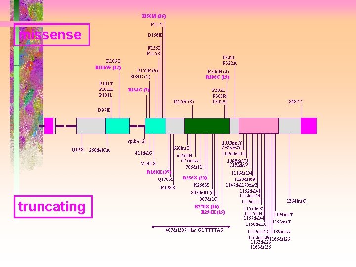 T 158 M (16) F 157 L missense D 156 E F 155 I