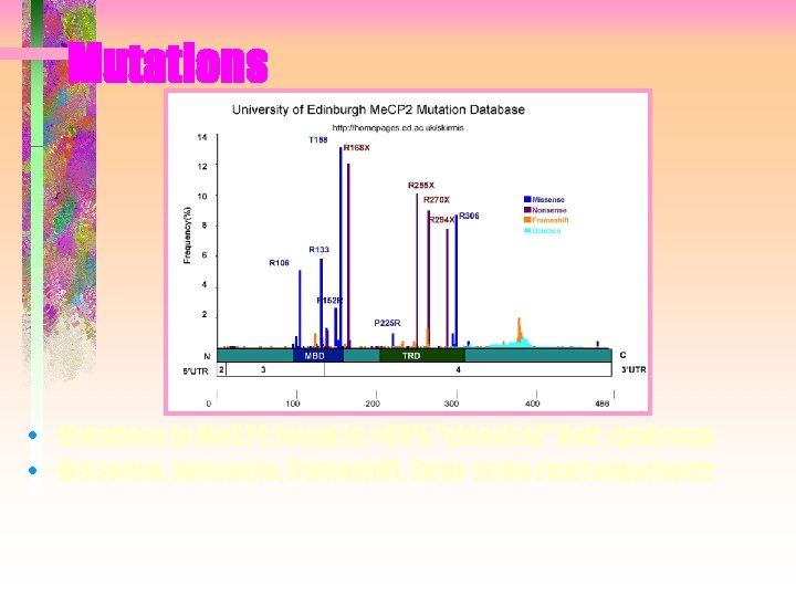 Mutations • Mutations in Me. CP 2 found in >95% “classical” Rett syndrome •