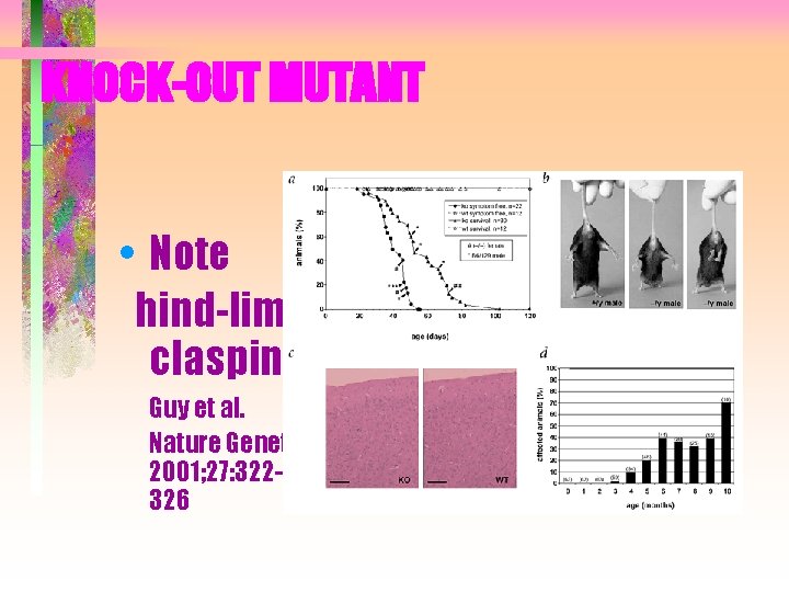 KNOCK-OUT MUTANT • Note hind-limb clasping Guy et al. Nature Genetics 2001; 27: 322326