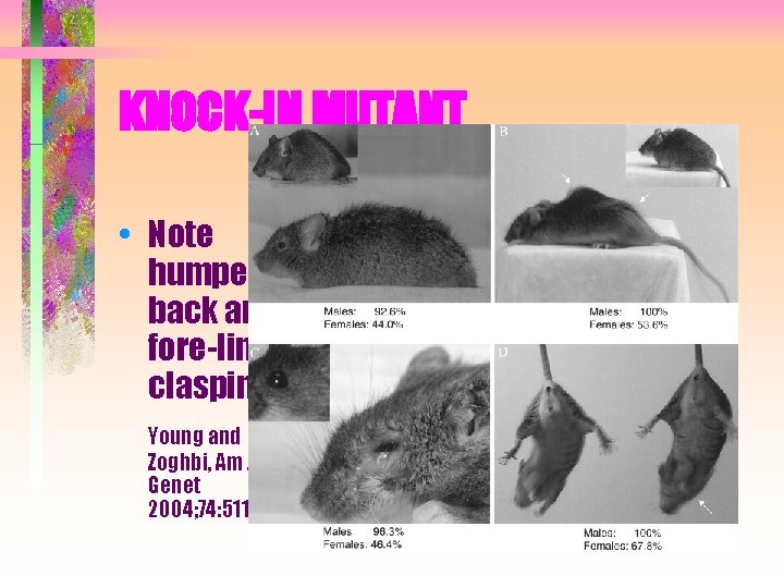 KNOCK-IN MUTANT • Note humped back and fore-limb clasping Young and Zoghbi, Am J