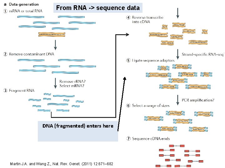 From RNA -> sequence data DNA (fragmented) enters here Martin J. A. and Wang