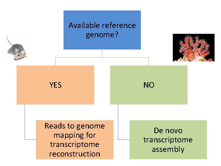 Available reference genome? YES Reads to genome mapping for transcriptome reconstruction NO De novo