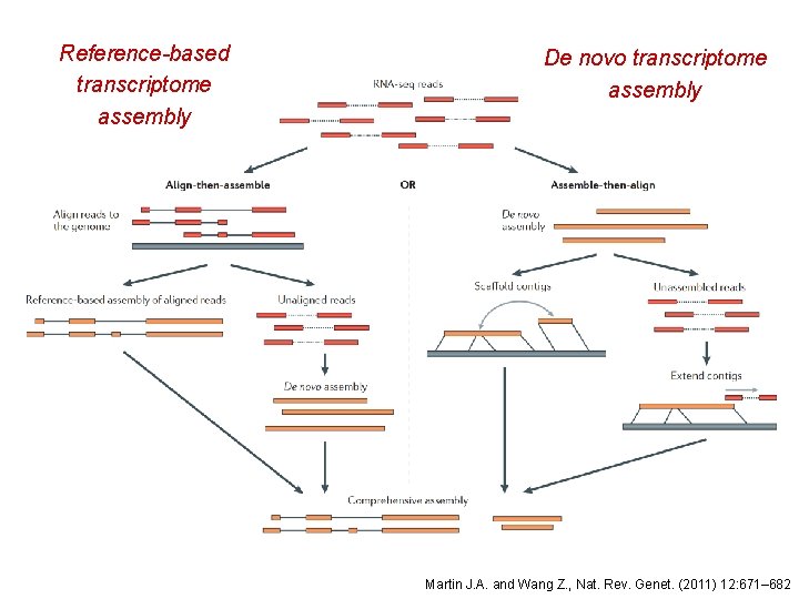 Reference-based transcriptome assembly De novo transcriptome assembly Martin J. A. and Wang Z. ,