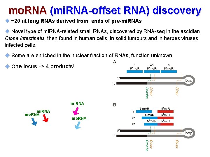 mo. RNA (mi. RNA-offset RNA) discovery u ~20 nt long RNAs derived from tends