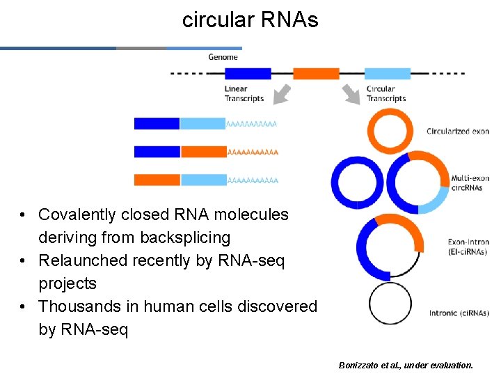 circular RNAs • Covalently closed RNA molecules deriving from backsplicing • Relaunched recently by
