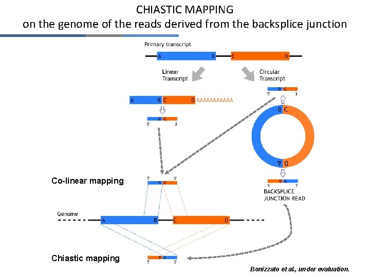 CHIASTIC MAPPING on the genome of the reads derived from the backsplice junction Co-linear