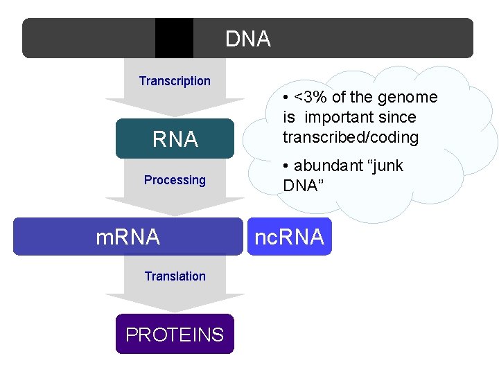 DNA Transcription RNA Processing m. RNA Translation PROTEINS • <3% of the genome is