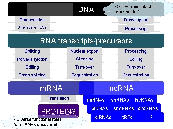  • >70% transcribed in “dark matter” DNA Transcription Alternative TSSs Processing RNA transcripts/precursors