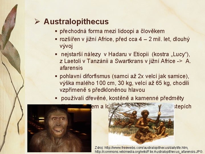 Ø Australopithecus § přechodná forma mezi lidoopi a člověkem § rozšířen v jižní Africe,