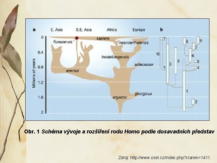 Obr. 1 Schéma vývoje a rozšíření rodu Homo podle dosavadních představ Zdroj: http: //www.