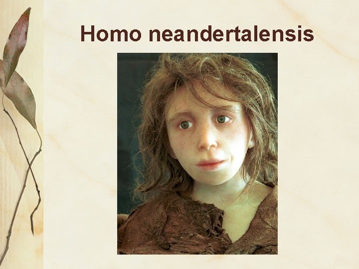 Homo neandertalensis 