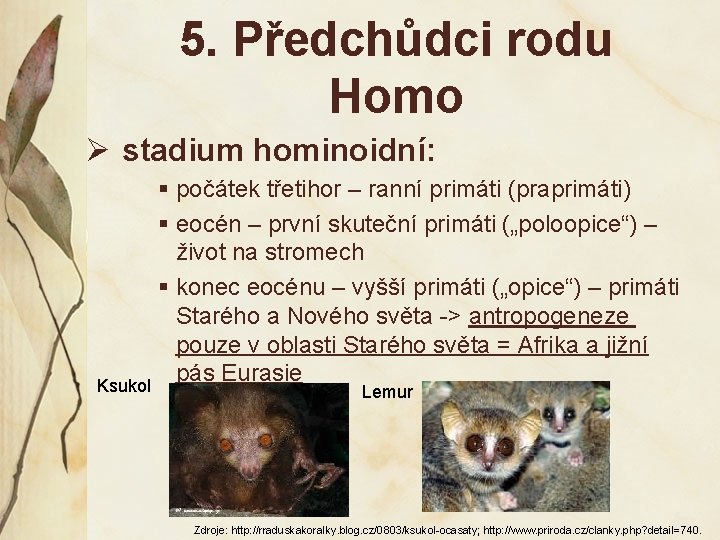 5. Předchůdci rodu Homo Ø stadium hominoidní: § počátek třetihor – ranní primáti (praprimáti)