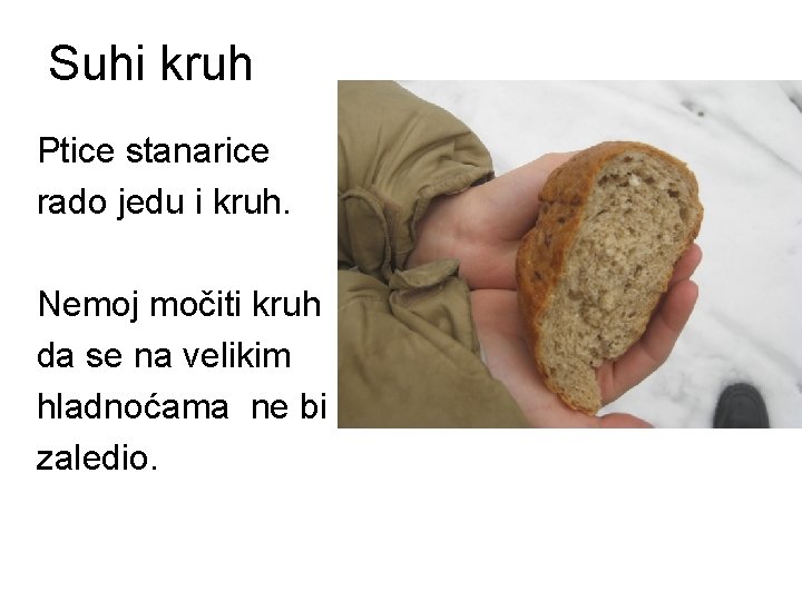 Suhi kruh Ptice stanarice rado jedu i kruh. Nemoj močiti kruh da se na